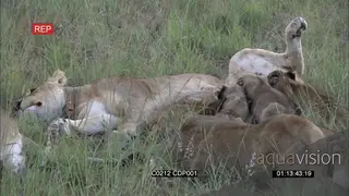Lioness sleeping with Small Cubs suckling feeding from Lioness the other 1 sitting MCU