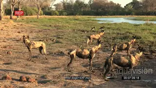 A pack of wild dogs watching out for prey in the Okavango Delta