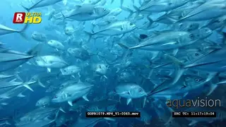 Hundreds of bigeye trevally fish swirl in front of the camera