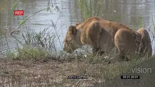African Lioness drinking water and walks away Alert MS