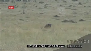 African Lioness stalk wildebeest chase TAKEDOWN suffocate AMATEUR SHAKY