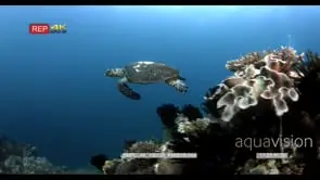 Green Sea Turtle Searching for Food UNDERWATER GOOD LIGHT