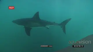 Great white shark gently swimming underwater in ocean passing by camera PAN HAND