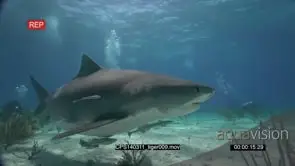 Tiger Sharks swimming between Scuba Divers UW