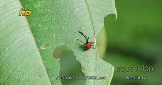 Giraffe weevil (Trachelophorus giraffa) on forest leaves in Madagascar forest MACRO