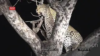 Leopard with its kill in tree, Lioness climb up and try to take kill away from Leopard.
