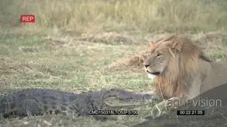 Male lion sitting looking at the crocodile moving away 2 Shot