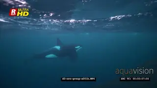 Orca Killer Whales hunting herring in noway UW