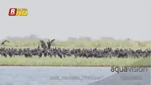 Flock of Openbilled stork general behaviour display, in flight, looking around, standing.