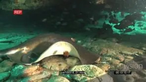 Bluespotted Ribbontail Ray laying underwater in ocean deep then moving towards a school.