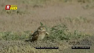 Burrowing owl coming out of a burrow, looking around territory during daytime. MWS.