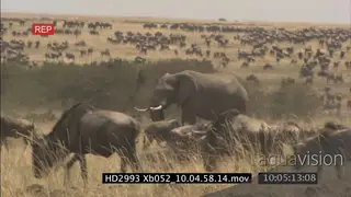 Blue Wildebeest herd walking over Masai Mara plains with African Elephant standing in.