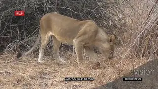 Lioness standing and sniffing around on a lion cub she killed.