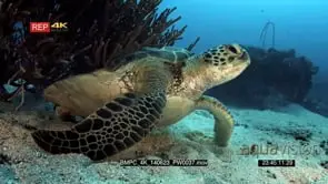 An Extreme close up shot of a Green Sea turtle, Chelonia mydas.