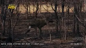 Adult African Wild Dog standing, walking, scratching and shaking head
