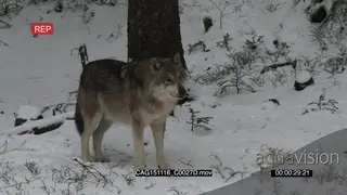 Gray Wolf walking and looking around in snowy forest WS PAN MLS