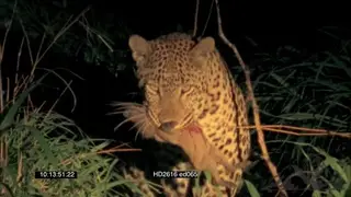 Leopard going into Warthog den burrow, catch piglet and jumping up tree NIGHT MCU