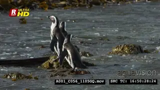 African Penguin trio, standing, looking around and swimming.