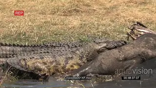 Three crocodiles feeding on Buffalo carcass