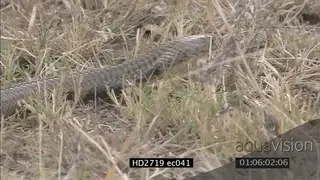 Mozambique Spitting Cobra crawling through grass ZI ZO MCU PAN