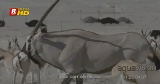 Herd of young and adult of Springbok standing, looking around and walking around.