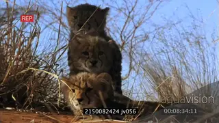 Cheetah cubs sitting facing camera drinking water at waterhole