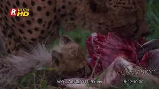 Female Cheetah and her Cub feeding on the dead carcass while laying down.