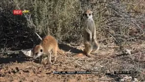 Two juvenile meerkats one stand guard while the other searches for food