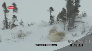Polar bear mother and cubs scouting around investigating trees area sliding on back snow.