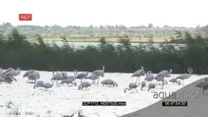 A flock of Flamingos standing in the River Fishing GENERAL BEHAVIOUR