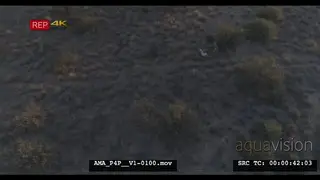 Aerial Drone African lions 3 sleeping resting near bushes