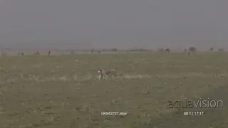 Cheetah side view, walking with its prey hanging on its mouth and looking around.