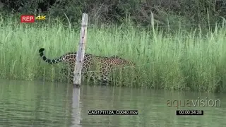 Jaguar walking on the riverbankand crawls under a fence