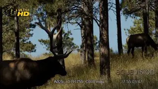 Two adult Elk standing, grazing and looking towards the camera.