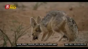 A wet adult cape fox eating a rat after the rain