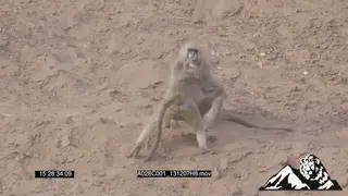 Chacma Baboon fighting SLOWMO MS