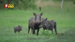 Male and female Warthog cuddling and nudging each other, young piglets walking and…