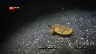 Wide tracking shot of a Broadclub cuttlefish.