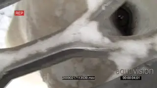 Polar bear under tourist bus investigating looking through under vehicle protective.