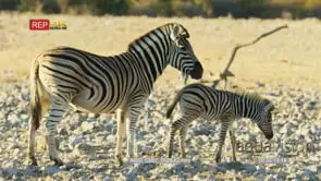 Zebra mother and foal walk through a dry rocky landscape