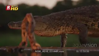 Nile crocodile walking and then laying down closer to water's edge.