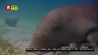 An Extreme Close Up of the face of Dugong, Dugong dugon named by Dyson.