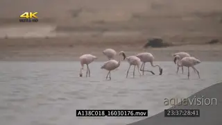 A flock of lesser flamingos in the ocean searching for food HEAT HAZE