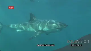 Great White Shark passing by camera PROFILE