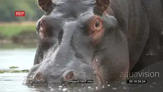CU of bull hippo nostrils