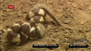 California Kingsnake eating a North pacific rattlesnake FF