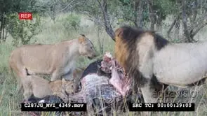 African Lions feeding on Buffalo carcass MCU