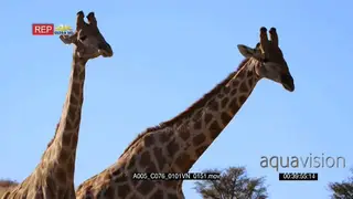 close up shot of two giraffes butting heads knocking necks and shoving with their hips