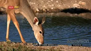 Female greater kudu eats the sweet grass at the waters edge