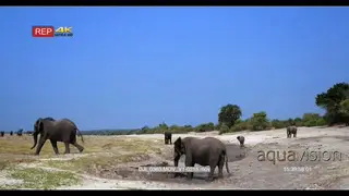 Elephant herd including juveniles at waterhole spraying themselves with mud.